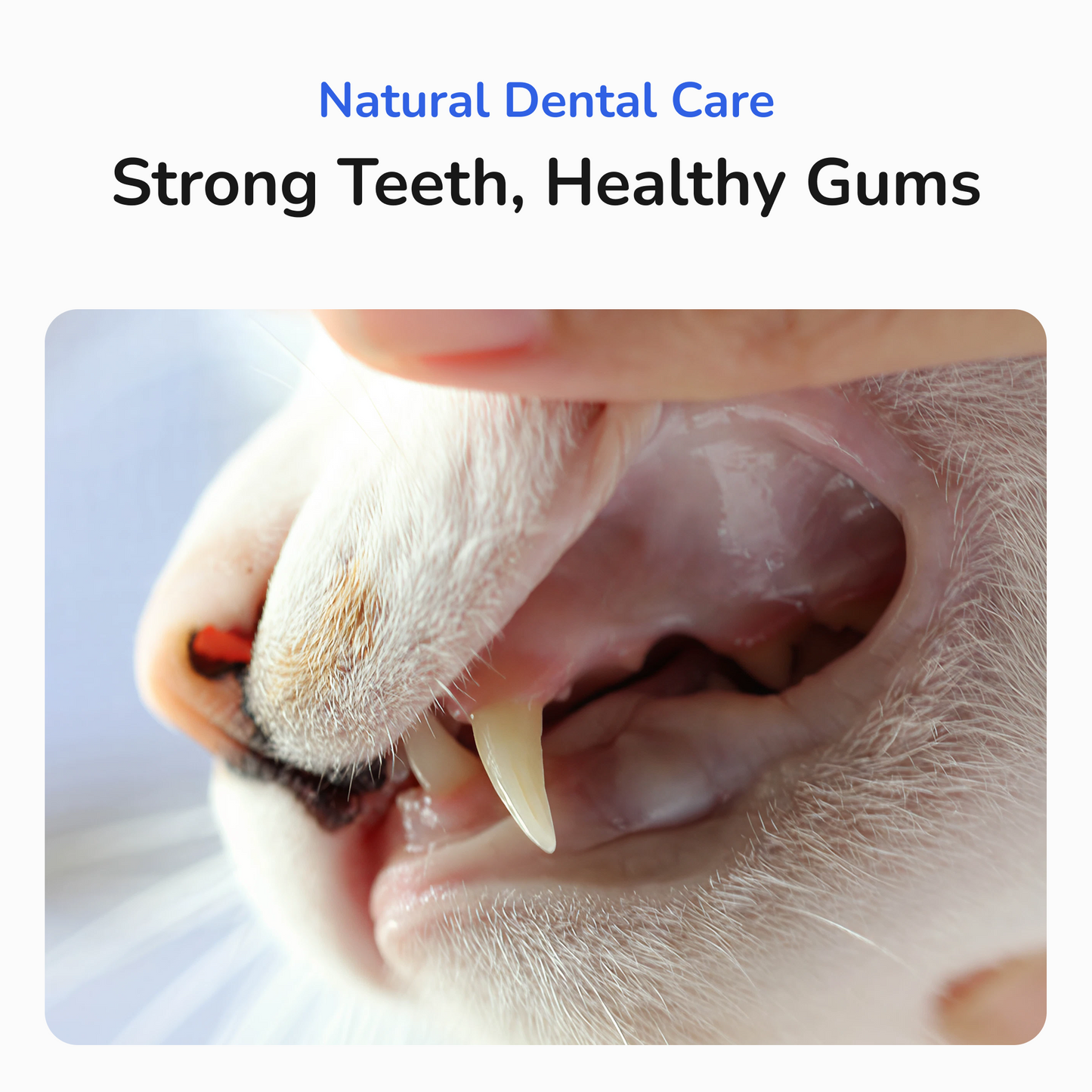 Feline Fresh Silvervine Dental Chew Sticks - PlushyPaws ∙ Pet Care Essentials