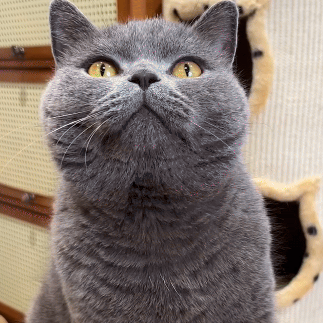 Feline Fresh Silvervine Dental Chew Sticks - PlushyPaws ∙ Pet Care Essentials