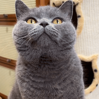 Feline Fresh Silvervine Dental Chew Sticks - PlushyPaws ∙ Pet Care Essentials